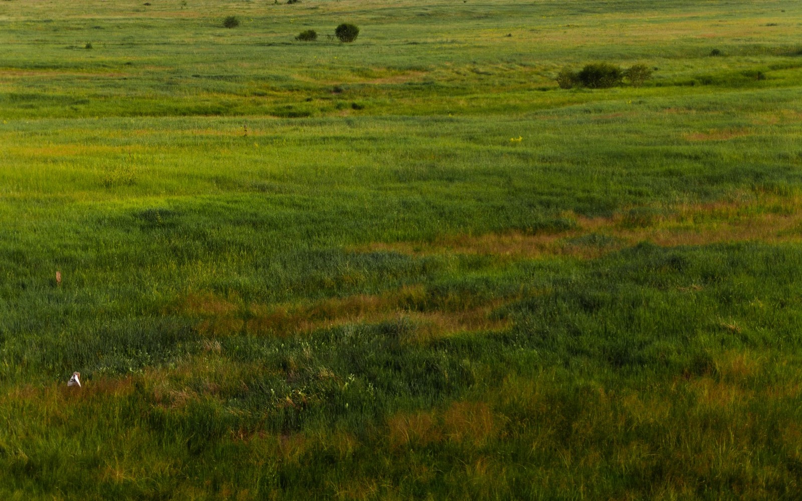 Midland Basin Mineral Rights